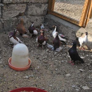 Dekorativ goyercinler