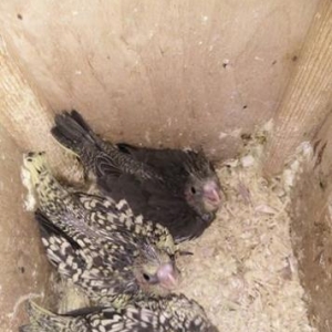 Korella cutu ve 3 balasi