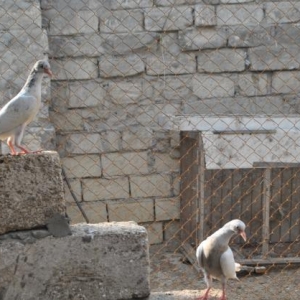 Dekorativ goyercinler