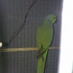 satilir ve ya iki cut karella ya deyisdirilir