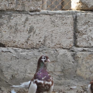 Dekorativ goyercinler