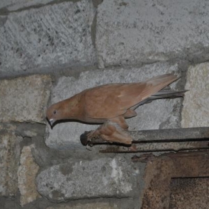 Dekorativ goyercinler