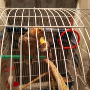 Korella cutu ve 3 balasi