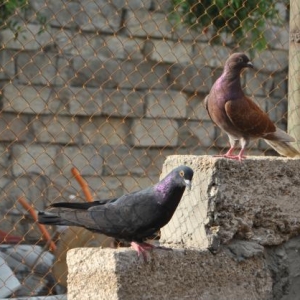 Dekorativ goyercinler