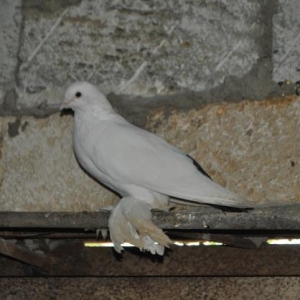 Dekorativ goyercinler