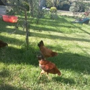 kənd colpaları, heyratı colpalar,cūcələr