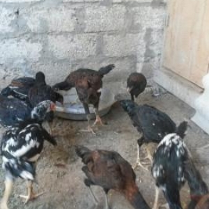 kənd colpaları, heyratı colpalar,cūcələr