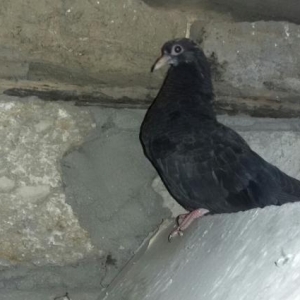 parapin 2 cut bala cutu