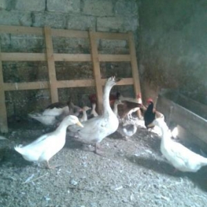 2 qaz erkey diwi 5 balasi, 2 ordey erkey diwi