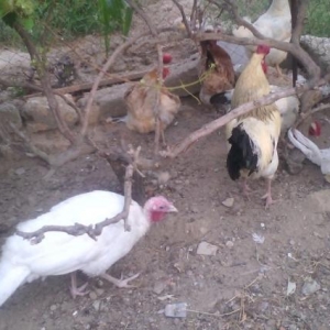 toyuq 10 xoruz 15man. barter olunur, maraqli her �