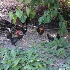 Yaponka cücələri satıram