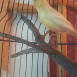 Orijinal Bülbül (erkək)