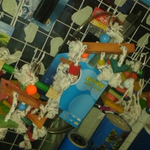 qefesler..papuqaylar..oyuncaqlar.yemler