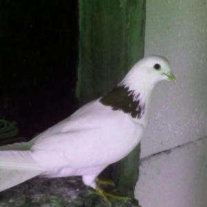 oynaya oynaya goye gedir