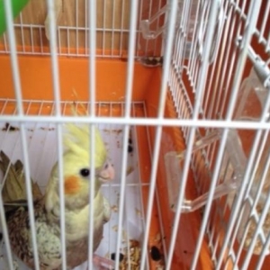 KORELLA + qefesi+ yuvasi+ meli birlikde satilir.!!