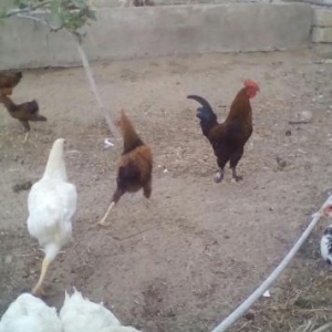 kend xoruzlarl satlllr