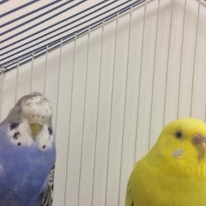 saglam quslardi qiymetde razilasmaq olar