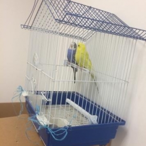 saglam quslardi qiymetde razilasmaq olar