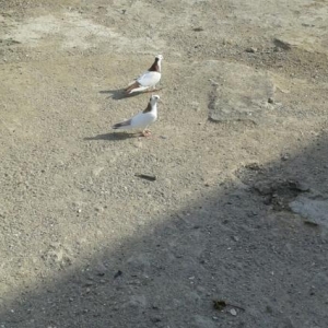 Göyərçin satılır