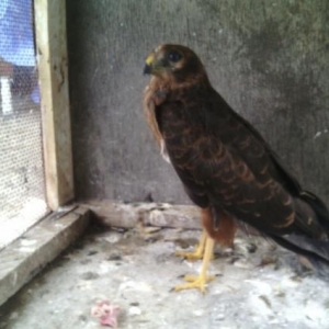 sahin satiram oyredilmiw quwdu