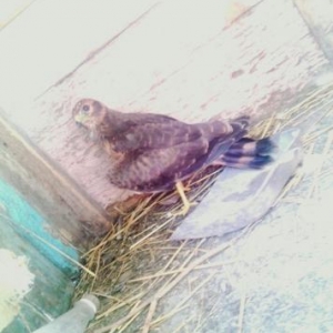 sahin satiram oyredilmiw quwdu