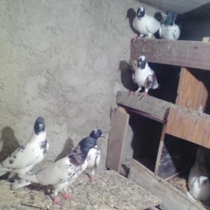 Qarabawdar satlir cutu