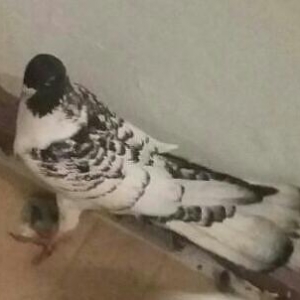 Qarabawdar satlir cutu