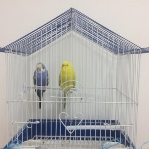 saglam quslardi qiymetde razilasmaq olar