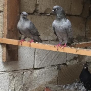 quwlar satilir.. cutu yuz manat