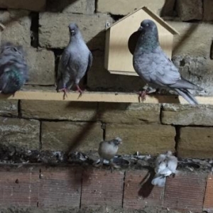 quwlar satilir.. cutu yuz manat