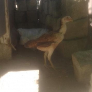 cins fərələr satılır