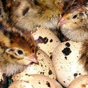 bildircin balalari Haciqabul.Sirvan.Salyan.|Sabira