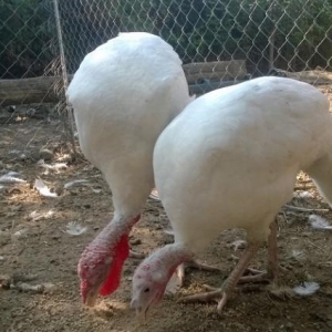 Hind quşu (hinduşka)