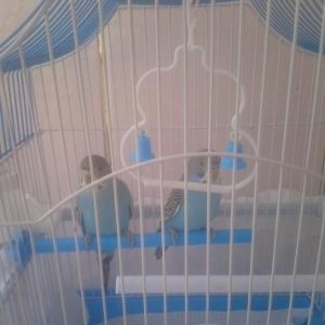 tecili papuqay satilir