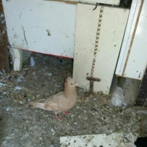 göyərçin satıram