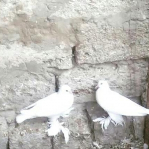 amerkaniski parodiya