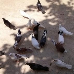 Quwlar Tecili Satilir...