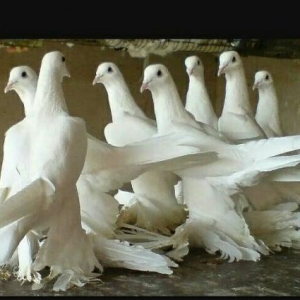 amerkaniski parodiya