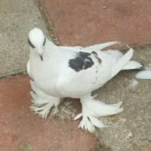 amerkaniski parodiya