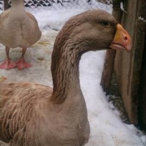 tulski qazlar satíram 4 dene ucuz vererem