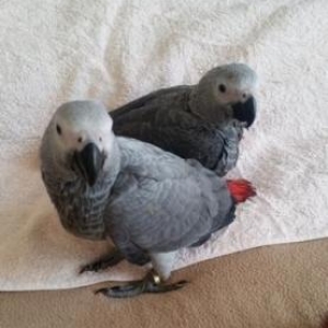 Jako 6 ayliq sifarishle