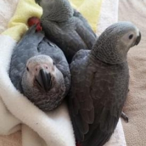 Jako 6 ayliq sifarishle