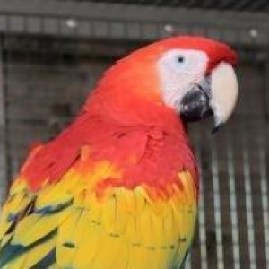 ARA papuqayi sifarishle 8 aylıq