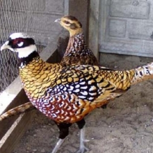 Qirqovul yumurtasi ve cuceleri satishi.