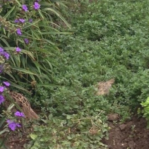 Qafqaz Qirqovul sortunun balalari