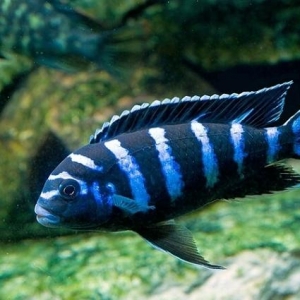 Demasoni cichlid  (Pombo Rocks)