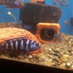 Demasoni cichlid  (Pombo Rocks)