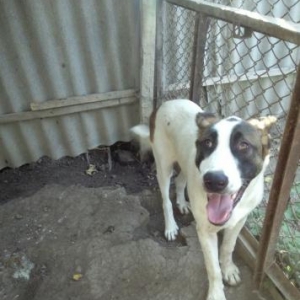 Dagistan itidi doyus ucun