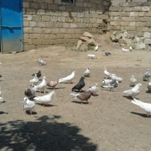 göyərçinlər satılır