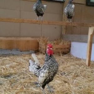 qizili gumuwu sibrait hazir damazliq xeyvan inanmiram